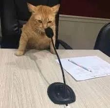 Cat speaker meme template